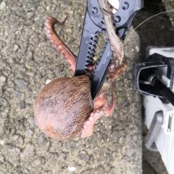 連日のオクトパッシング