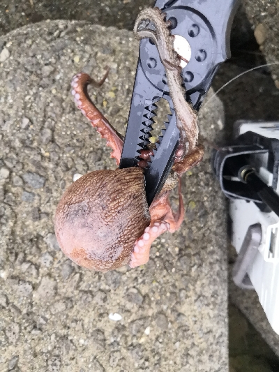 連日のオクトパッシング