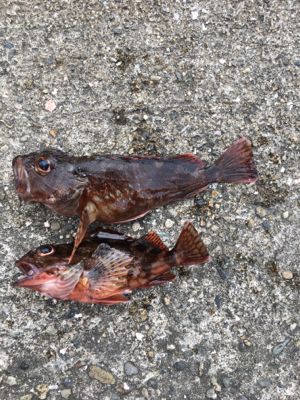 フカセ釣り　ヘチ釣り