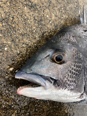 雨の中チヌ釣り