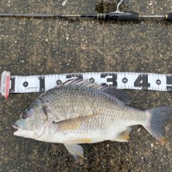 クロダイ釣るなら雨が良い。