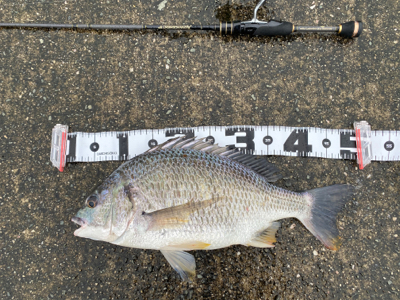 クロダイ釣るなら雨が良い。