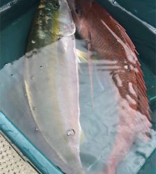 梅雨間の初タイラバ