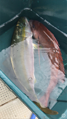 梅雨間の初タイラバ