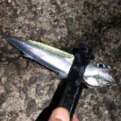 小サバダバダバ♪