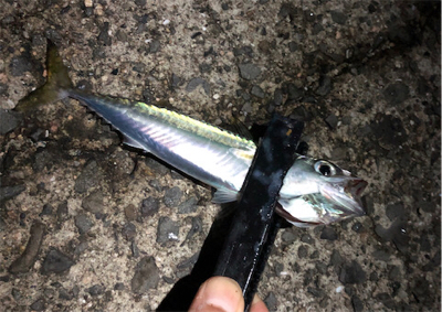 小サバダバダバ♪