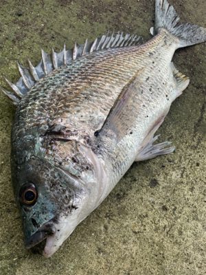 今日はチヌの日♪