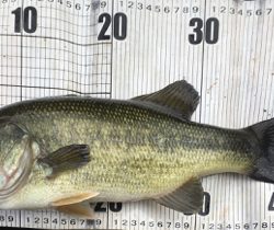 激濁りのフィールド