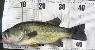 激濁りのフィールド