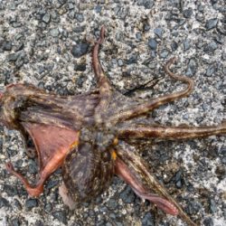 タコパできる^ ^♫