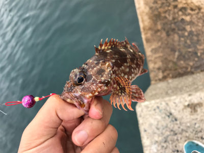 シーズンラストに来ました!