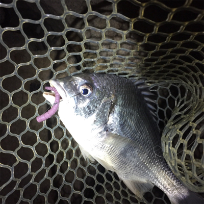 淀川ブリームゲーム つ抜け