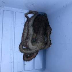 タコ調査7。水潮でもなんとかね!