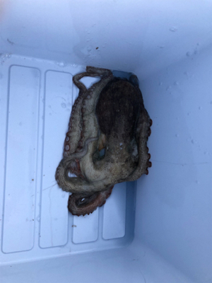 タコ調査7。水潮でもなんとかね!