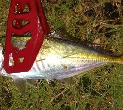 アジング1855〜1935 2100〜2145