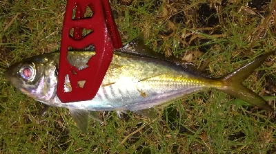 アジング1855〜1935 2100〜2145