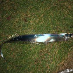 平日なのに人多し