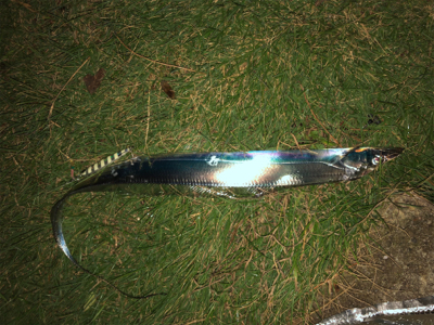 平日なのに人多し