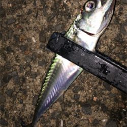 30センチupゲット