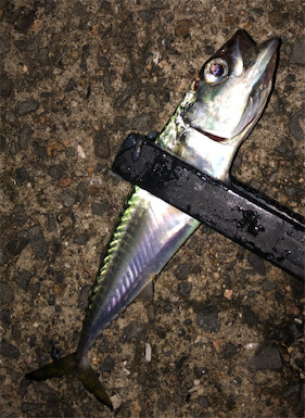 30センチupゲット