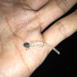 サバの大群が来ました