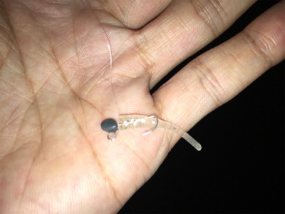 サバの大群が来ました