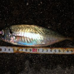 アジング楽しい