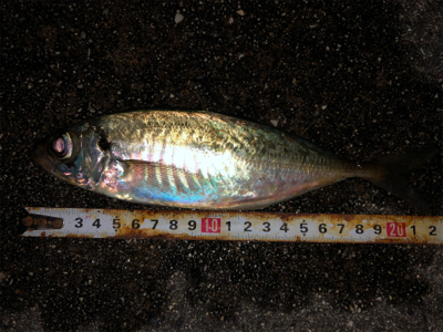 アジング楽しい