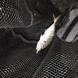 東からの爆風に耐えて