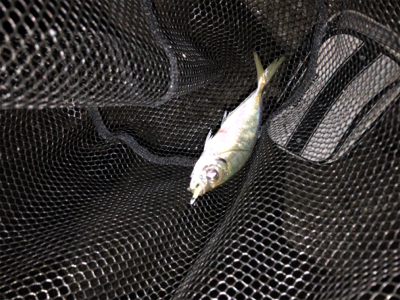 東からの爆風に耐えて