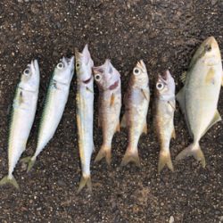 ショアジギとアジング