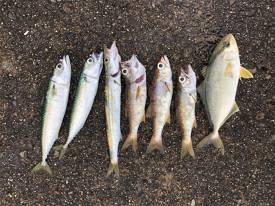 ショアジギとアジング