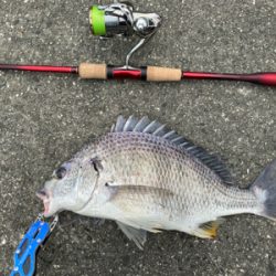 チニング 毎回爆釣 梅雨最高