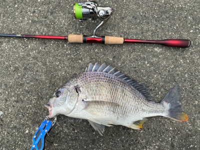チニング 毎回爆釣 梅雨最高