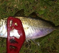 アジング1845〜1930 2105〜2145