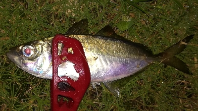 アジング1845〜1930 2105〜2145