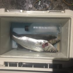 梅雨の晴れ間のストレス発散泳がせ!