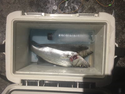 梅雨の晴れ間のストレス発散泳がせ!