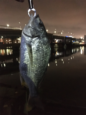 多々良川でまたチニング