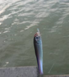 仕事かえりにアジ狙い