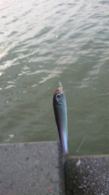 仕事かえりにアジ狙い