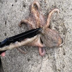 雨の降らないオクトパッシング