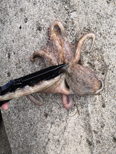 雨の降らないオクトパッシング