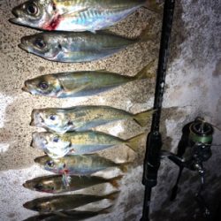 終電帰宅後アジング!