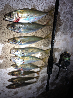 終電帰宅後アジング!