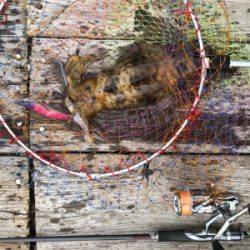 今年初の良型アオリ、初ケンサキ、良型ガシラ