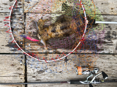 今年初の良型アオリ、初ケンサキ、良型ガシラ