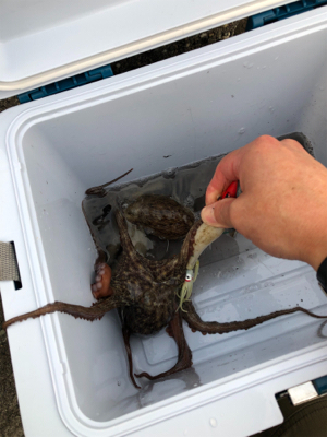 タコ調査8! 安定してます。