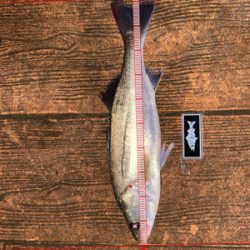 ナイトゲーム、反応はそこそこ