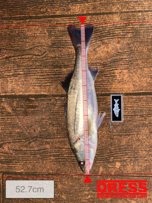 ナイトゲーム、反応はそこそこ